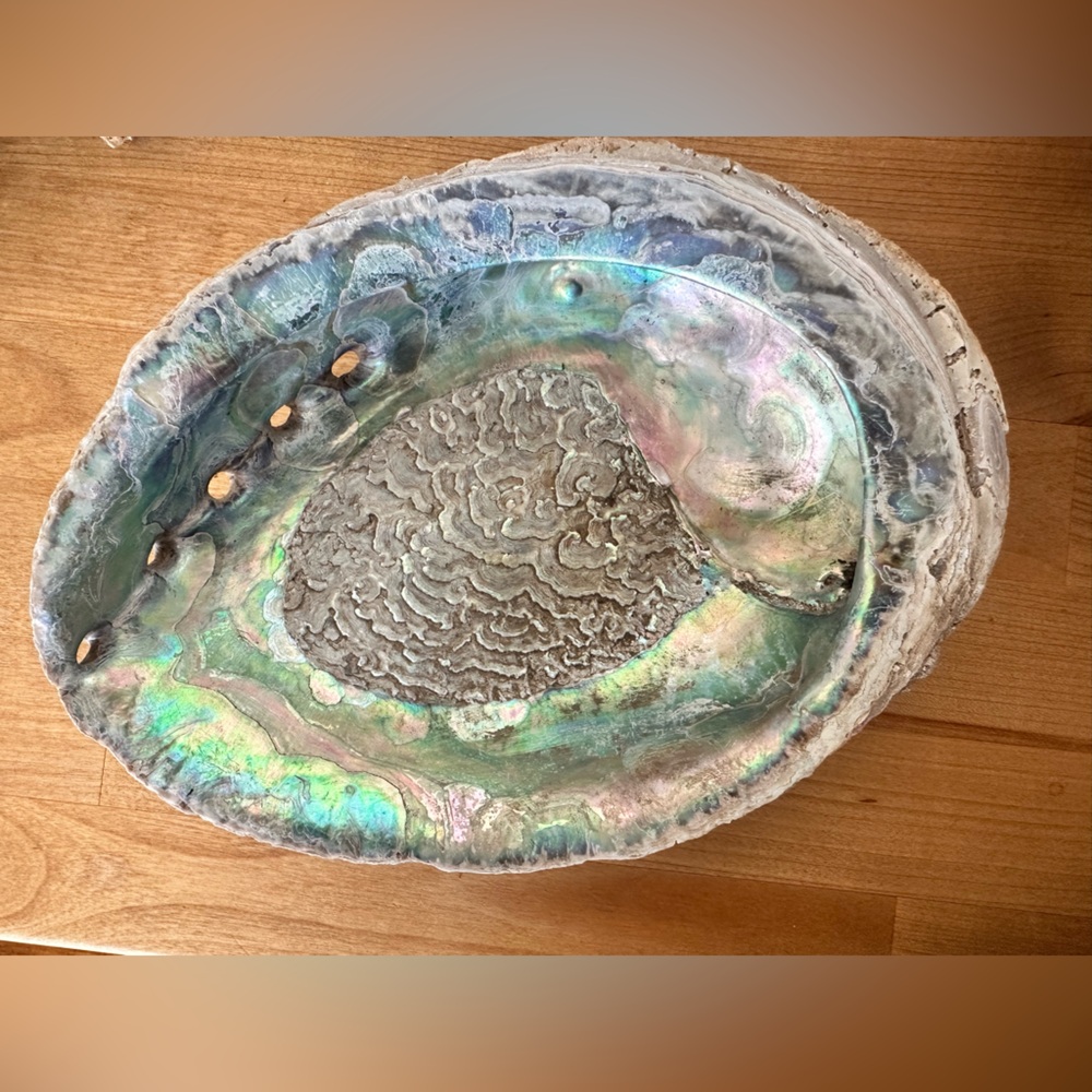 Large Abalone Shell Dish - Picture 15 of 15
